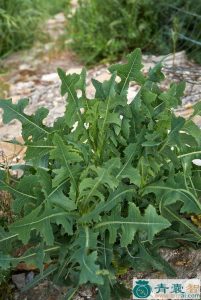 阿地热斯忙-青囊智