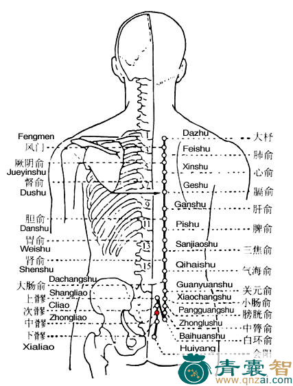 中髎穴位置图解