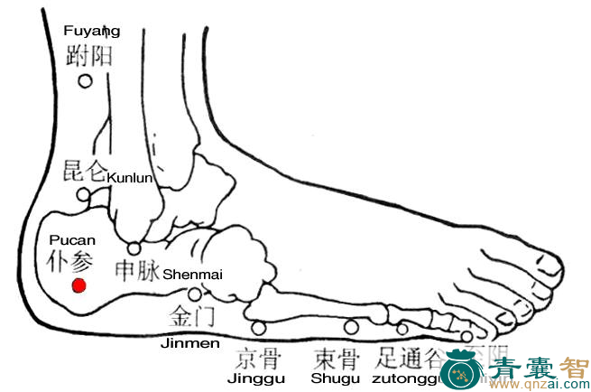 仆参穴的主治功效位置图解-青囊智