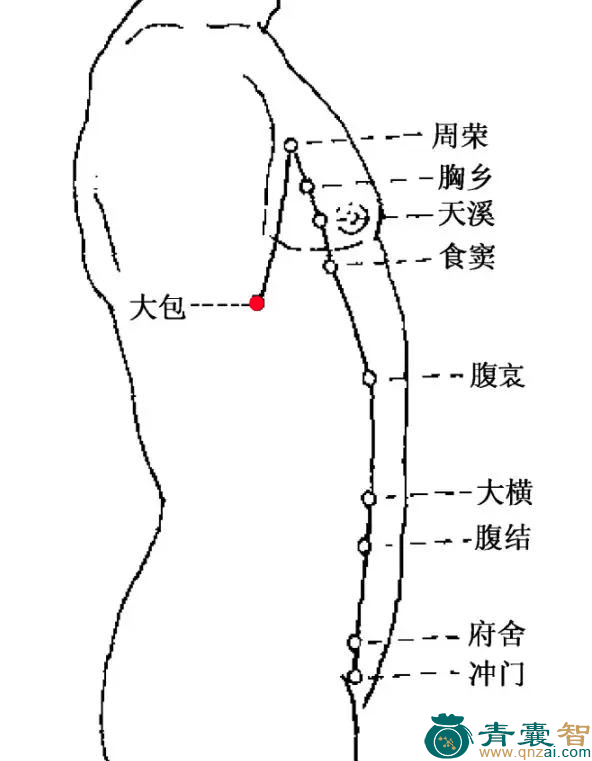大包穴位置图解