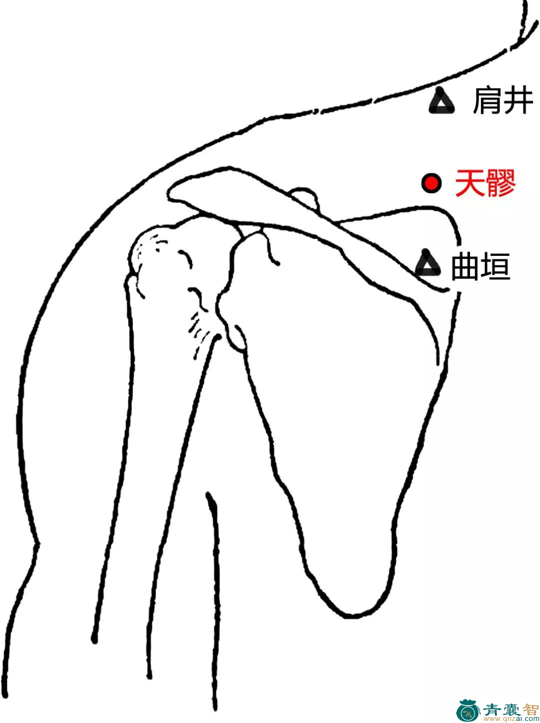 天髎穴位置图解