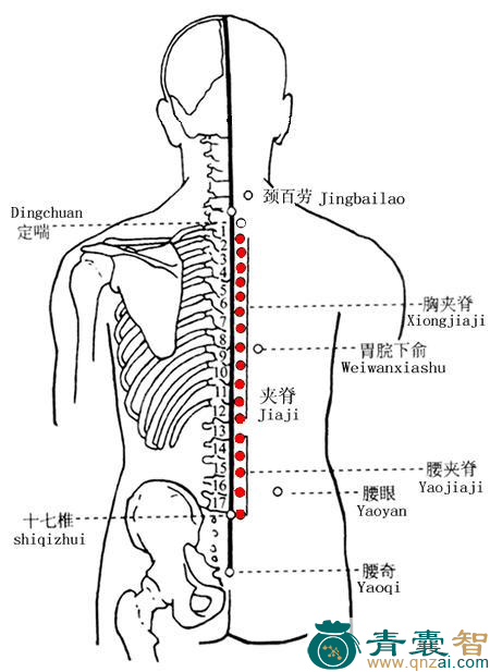 夹脊穴位置图解