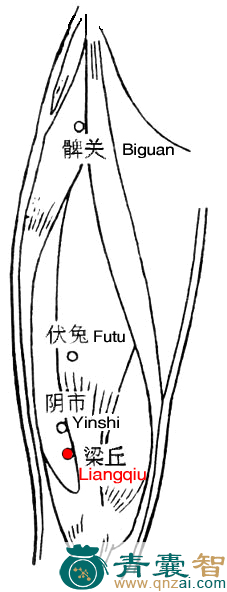 梁丘穴位置图解