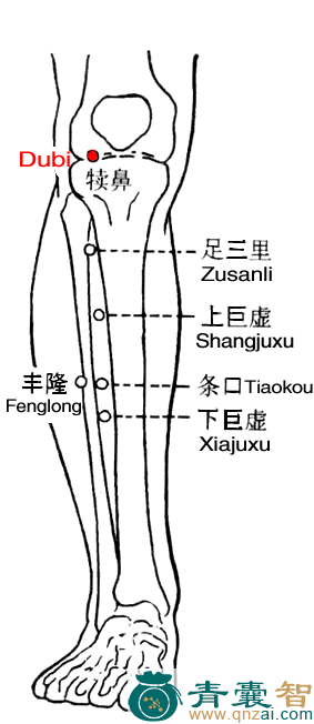 犊鼻穴位置图解