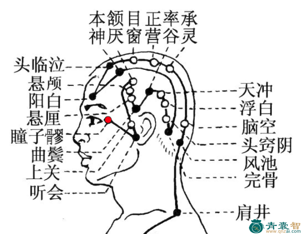 瞳子髎穴位置图解