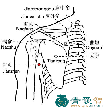 肩贞穴位置图解