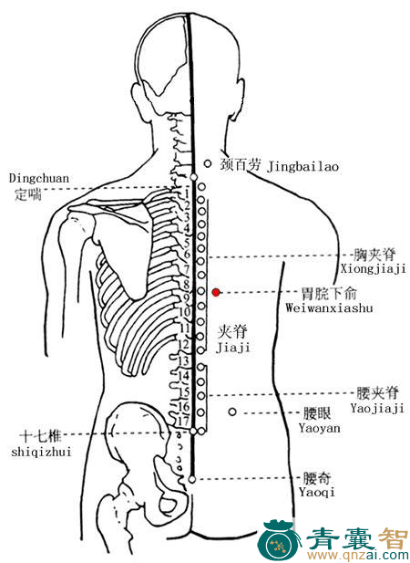 胃脘下俞穴位置图解
