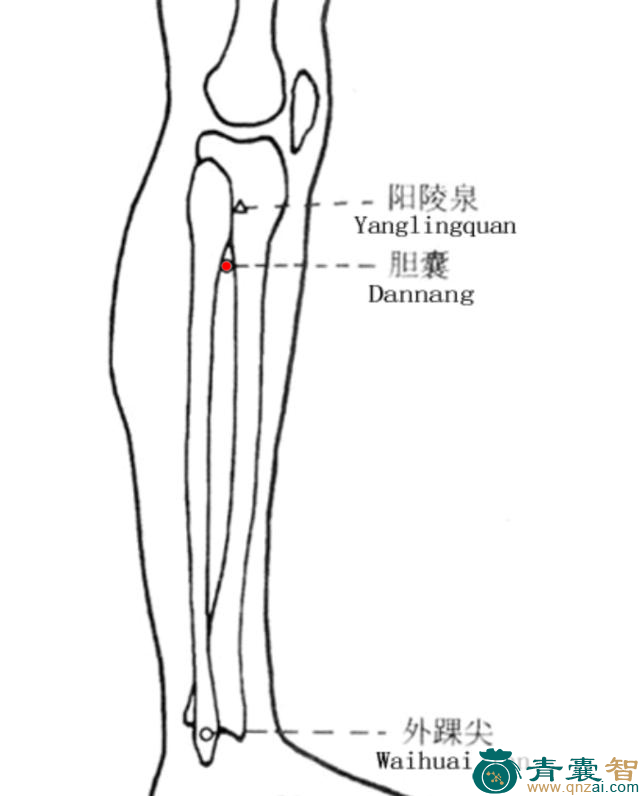 胆囊穴位置图解