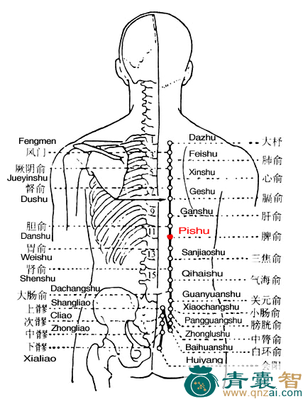 脾俞穴的主治功效位置图解-青囊智