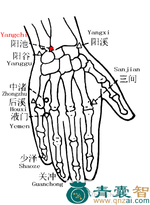 阳池穴位置图解