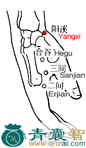 阳溪穴位置图解