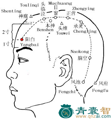 阳白穴位置图解