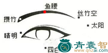 鱼腰穴位置图解