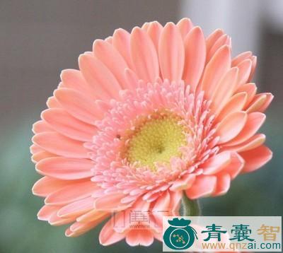 一包花的性状性味归经以及功效用法-青囊智
