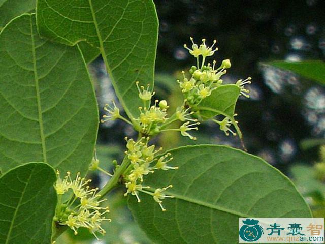 中药材一叶荻图片