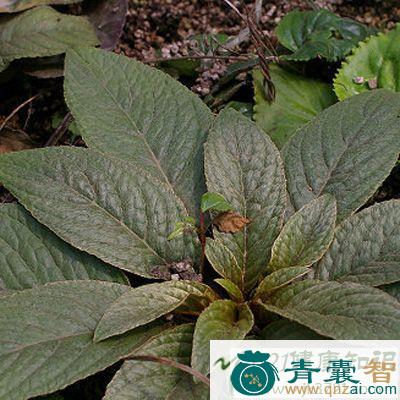 中药材一吊血图片