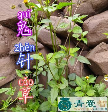 中药材一把针图片