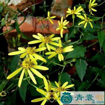 中药材一抹光图片