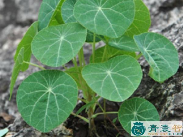 中药材一文钱图片