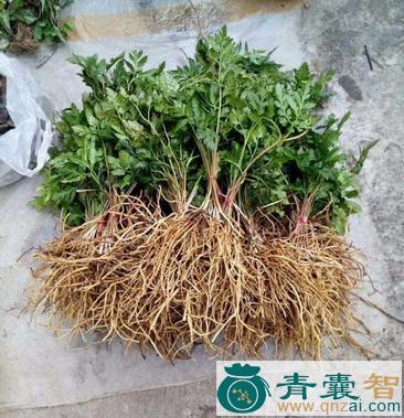 中药材一朵云图片