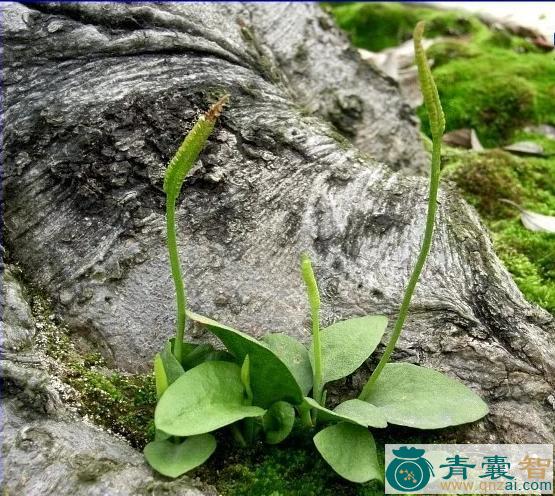 中药材一枝箭图片