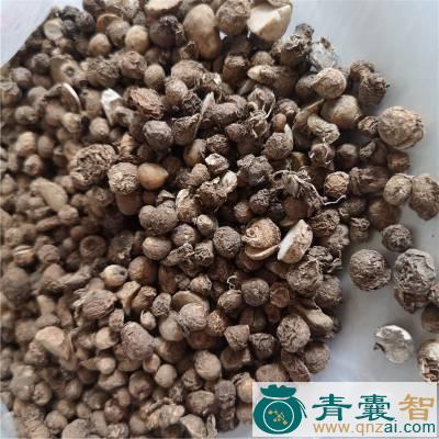 一滴珠的性状性味归经以及功效用法和注意事项-青囊智