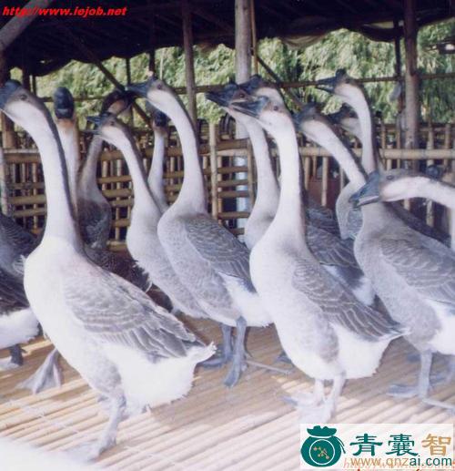 中药材一群鸭图片