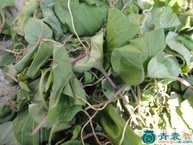 中药材一面青图片