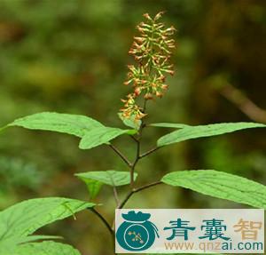一马光的性味归经以及功效用法-青囊智