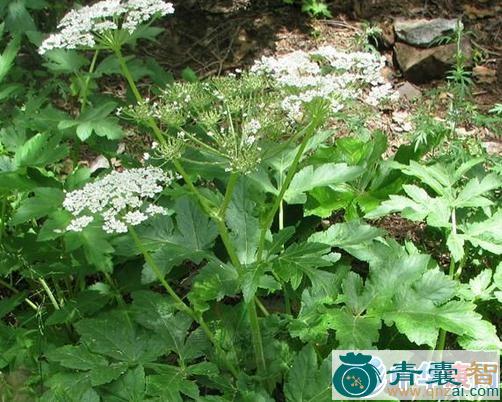 中药材丁字黄心羌图片