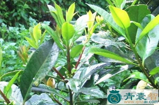 中药材丁木树图片