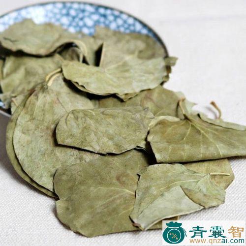 中药材丁锅树叶图片
