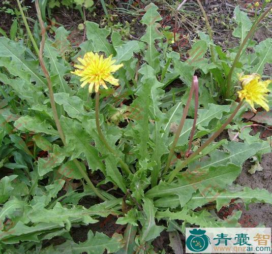 中药材丁黄草图片
