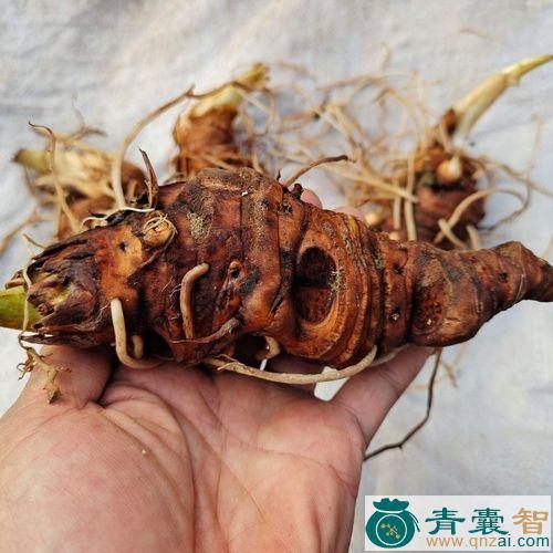 中药材七叶图片