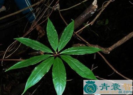 中药材七叶一把伞图片