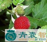 中药材七叶饭消扭图片