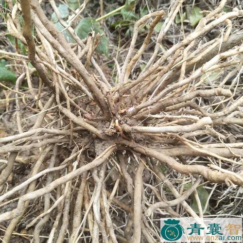 中药材七多图片