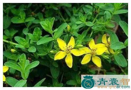 中药材七寸高图片