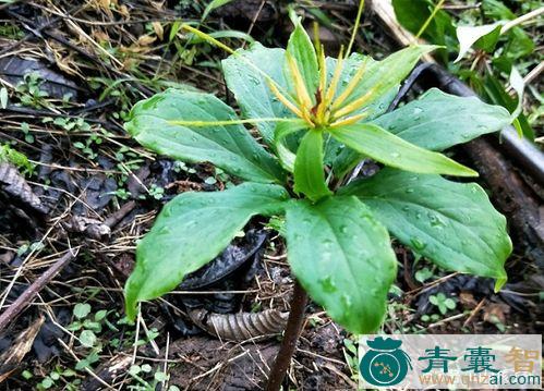 中药材七日一枝花图片
