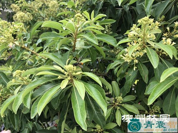 中药材七星树图片