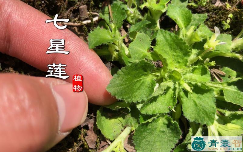 中药材七星花图片