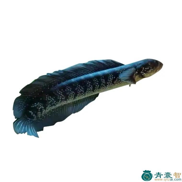 中药材七星鱼图片