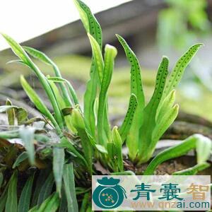 七枝剑的性味归经以及功效用法-青囊智