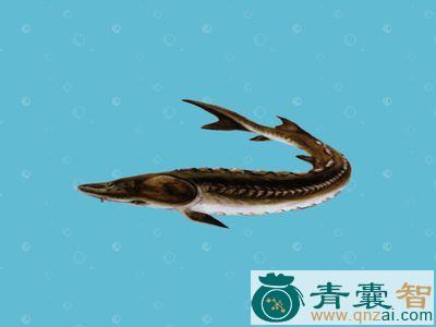 中药材七粒浮子图片