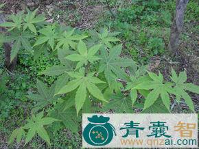 中药材七角枫图片