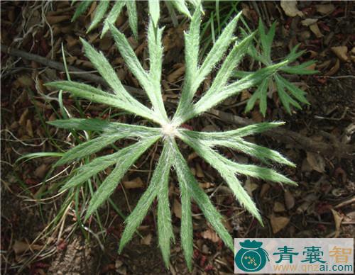 中药材七里麻图片