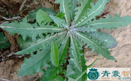 中药材万丈深茎叶图片