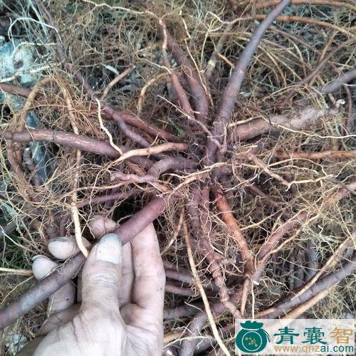 万两金的性状性味归经以及功效用法和注意事项-青囊智