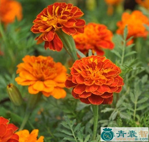 万寿菊叶的性味归经-青囊智