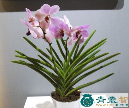 中药材万带兰图片